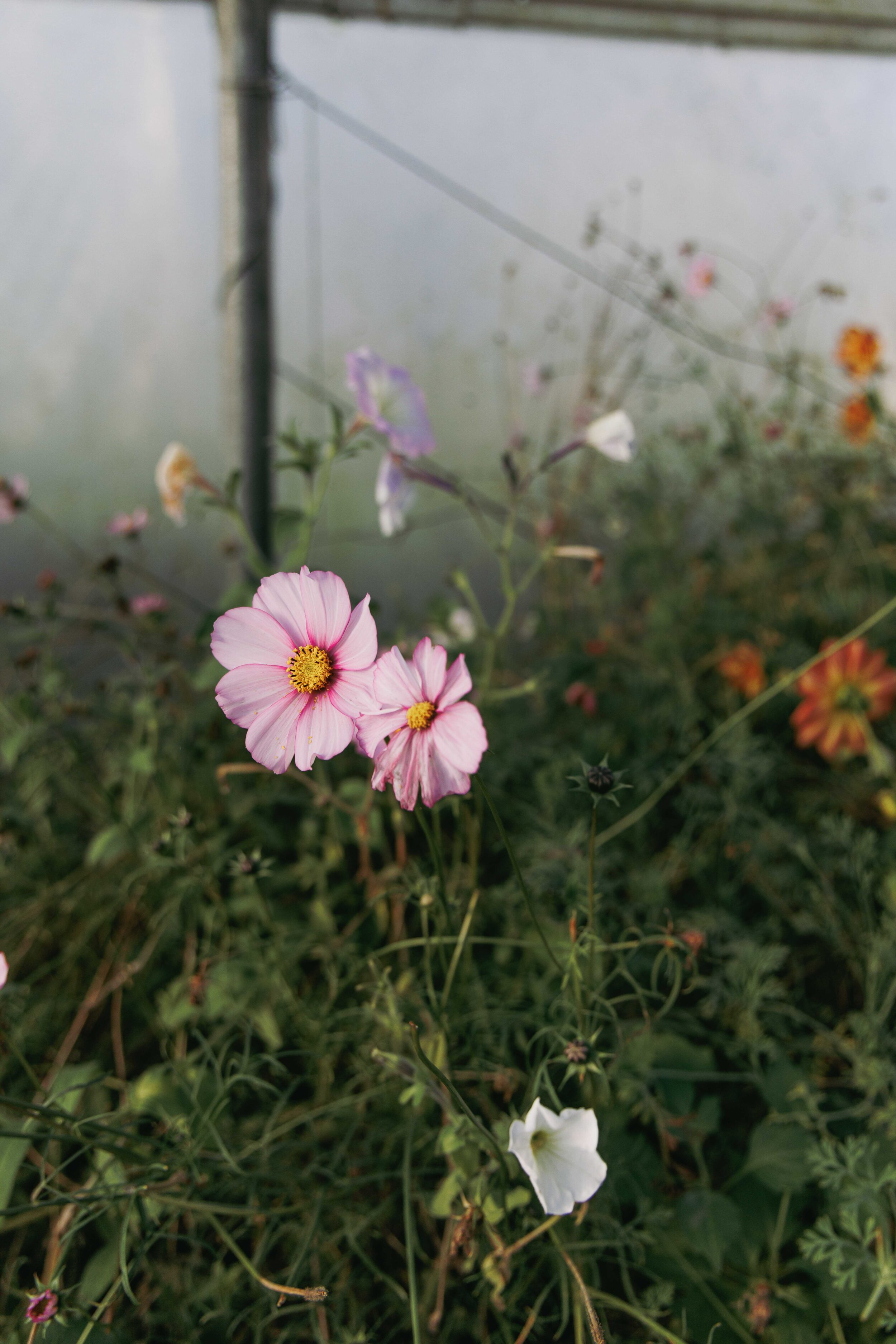 flowers