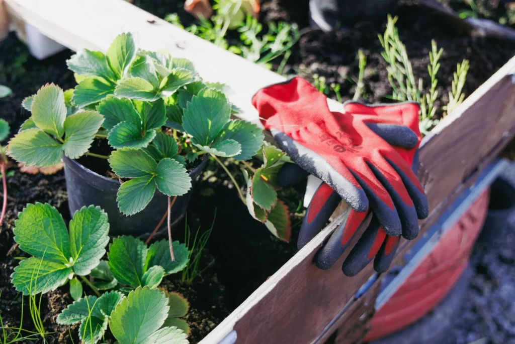 Gardening gloves and garden box with plants in at Praxis Care